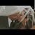 Maritza Chapa Nabors's profile image