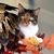 Gennifer Craig's profile image