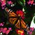 Traci M Wilkes's profile image