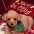 Celeste Hill's profile image