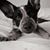 Sharon Stolfa's profile image