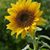 Lisa Rutherford's profile image