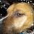 Joesph Brown's profile image