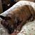 Abbie L. Fennell's profile image