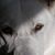 Dick Horner's profile image