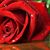 Marianne Wellner's profile image