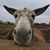 Helmut Kuhnrich's profile image
