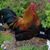Amy Trione's profile image