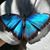 Angie Pasquarello's profile image