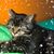 Jessica Lindh Schuler's profile image