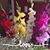 Louise Tocco Cooke's profile image