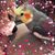 Bonnie NunnBerry-Goebel's profile image