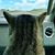 Sherry Kujawa's profile image