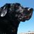 Kraig Hamady's profile image