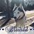 Carole G. Labrum's profile image