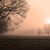 Tamara Hedgepeth's profile image