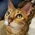 Linette Kelly's profile image