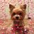 Lisa Brister's profile image