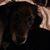 Carla Williamson's profile image