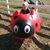 Sarah Luella Belle McCaslen's profile image
