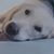 Camille Urodelia's profile image