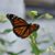 Howard Aspinwall's profile image