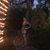 Morgan Bechthold's profile image