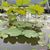 Kristi Hoskins Echaves's profile image
