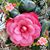 Lela Vandermolen's profile image