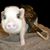 Suzette Ferguson's profile image