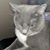 Jesse DesLauriers's profile image