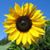 Adelene Tan's profile image