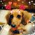 Vicki Adams Scoggins's profile image