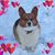 Georgie Thomas's profile image