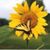 Deanna Anderson Seng's profile image