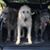 Shannon McGlothlen's profile image