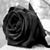 Nubia Nava's profile image