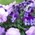 Jayne Don MacDougall's profile image