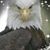 Carol Peck's profile image