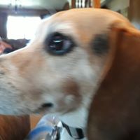 Candi Wallace's profile image