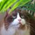 AE Cavalieri's profile image
