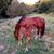 Laura Russo Matta's profile image