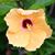 Sandy Phelps Sinex's profile image