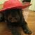 Tobi Resnick's profile image