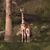 Judie Klug-Chinskey's profile image