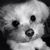Anne Vigorito's profile image