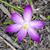 Alice Higgins Horndt's profile image