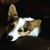 Bert Ware's profile image