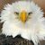 Darren Pesata's profile image