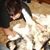 Ricky Paolillo's profile image